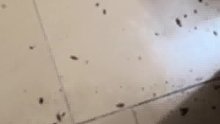 家里发现上万只蟑螂是什么体验
