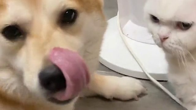 有没有行为学家可以解释一下