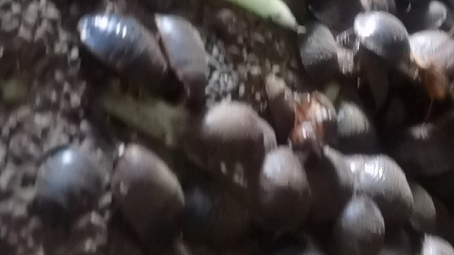 长春土鳖虫养殖基地