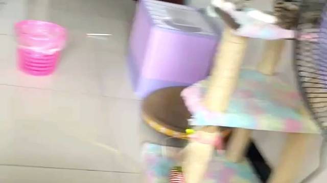 猫与猫之间的乐趣