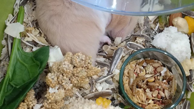 快看啊！我的哈基米！