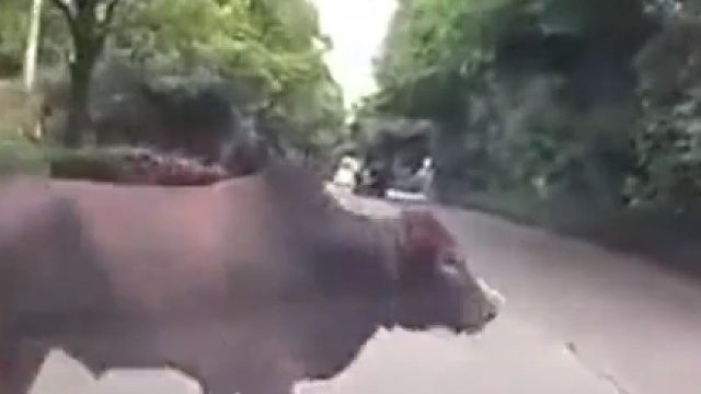 黄牛“鬼探头”横穿马路 被小车撞翻后滑跪起身离开 网友：这算谁的责任？