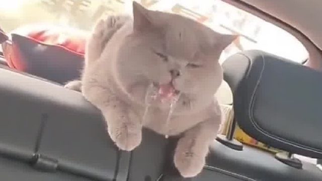 我受不了我要下车