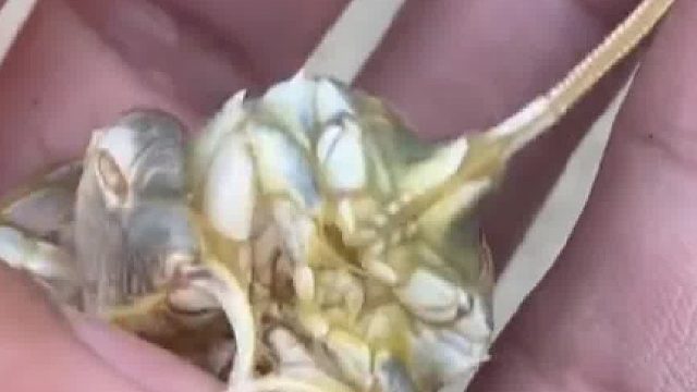 这是什么生物？头上还有两根天线