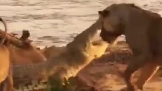 抓鳄鱼还得看豹子