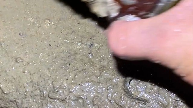 这样吃青口才叫够味