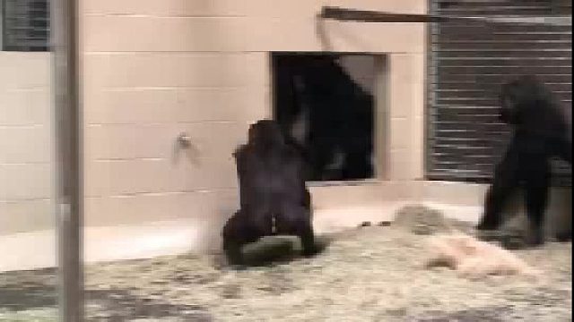 这登场也太帅气了吧