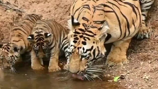 雄狮？雄虎？面对带着幼崽的母老虎时，都是弟弟！