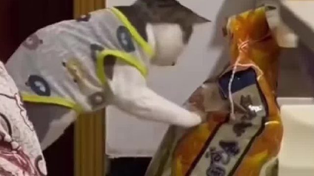 这个哈基米的“哈”是哈士奇的“哈”