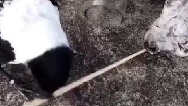 这鸟真聪明、历害