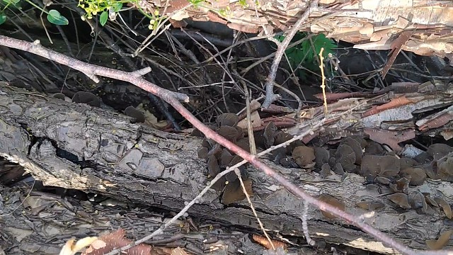 野生木耳的采摘