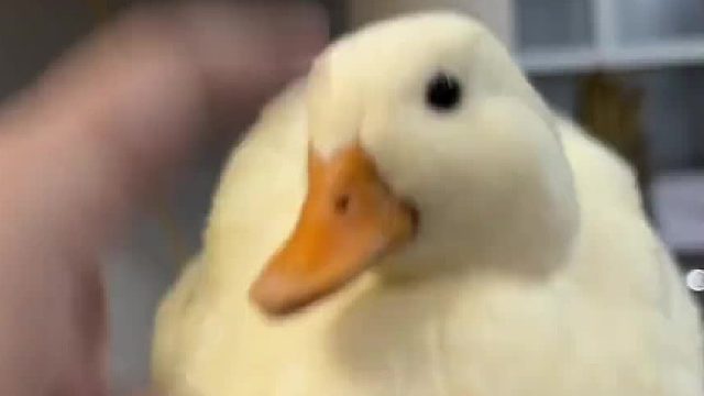 柯尔鸭催婚指南