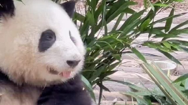 论花花有多喜欢吃小苹果，扔掉了窝窝头，手里还要捂着一块