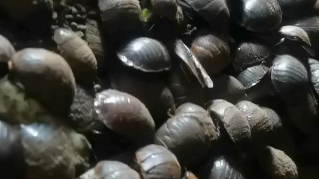 创业养殖土鳖虫