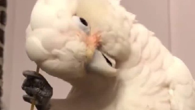 鹦鹉：头痒，好像要长脑子了