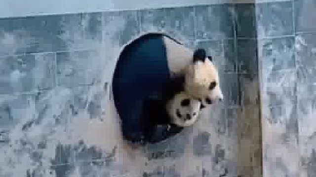 一只熊_我先出__另一只熊_凭什么你先出，我先出