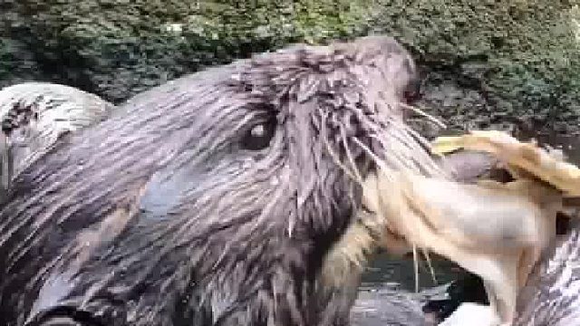 水獭开牡蛎，个个老司机……