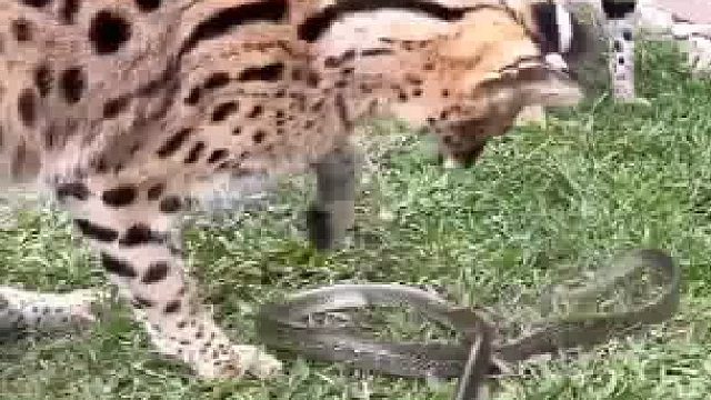 感觉除了人怕蛇，其他动物都不怕蛇