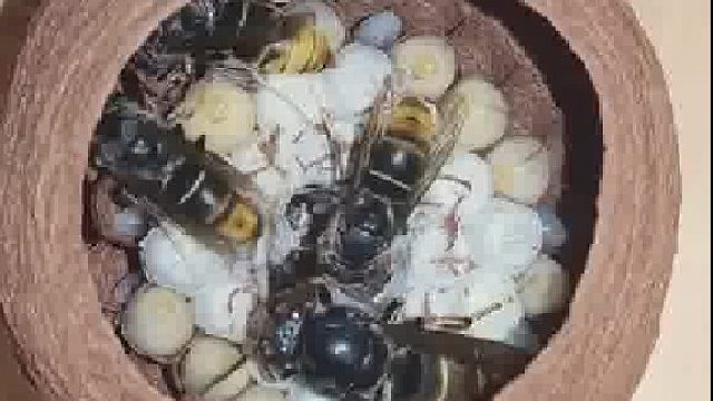 马蜂筑巢全过程，感受下……