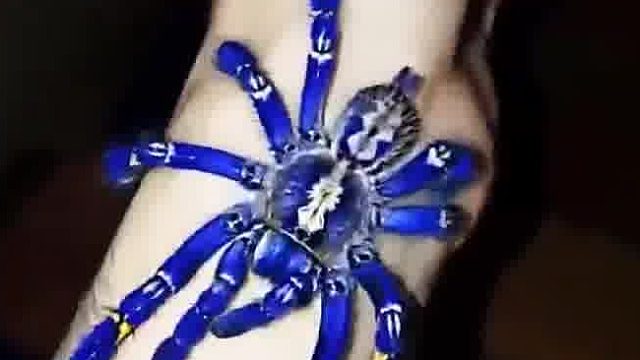 印度南部森林里发现的一种蓝色蜘蛛