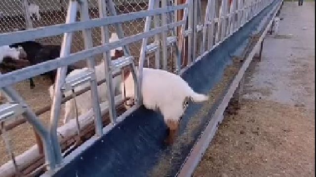 吃胖了回不去了，卡住了哈