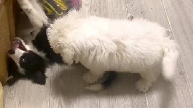 最近家里开销大，要裁员了！#狗狗#边牧#比熊#可爱萌宠