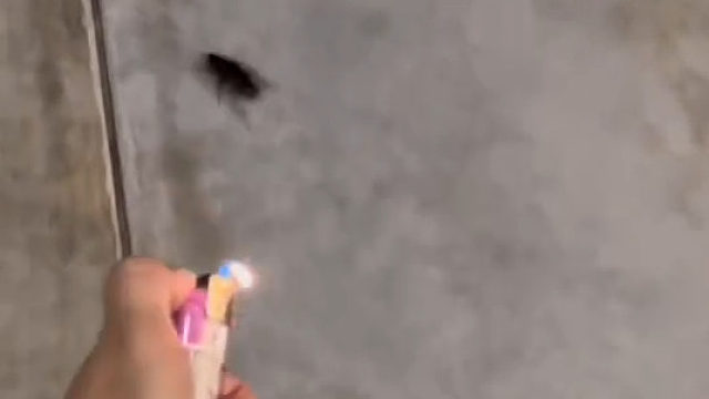 蟑螂：谢谢今天不过生日