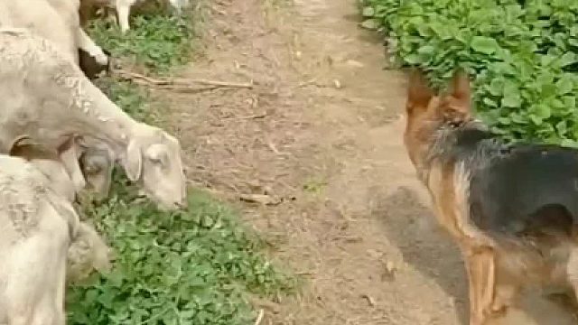 “有我在庄稼就在