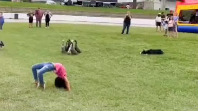 边牧的智商绝了