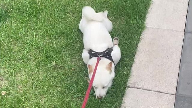 它甚至连脸都懒得动。