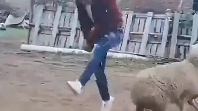 羊可以失误一百次，你失误一次就只能空流泪了