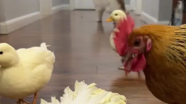 好养活：多冒昧啊，啊？