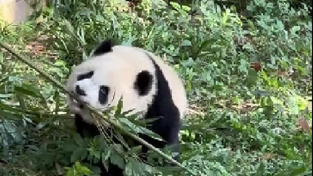 渝爱你好拽啊，拽姐就是这么来的吧