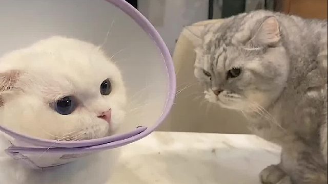 这样的结局你们满意了吗