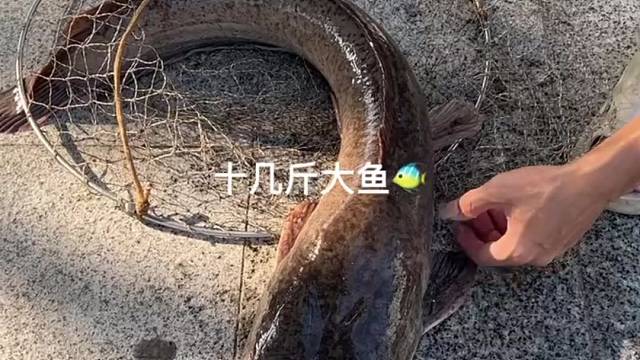 十几斤大鱼