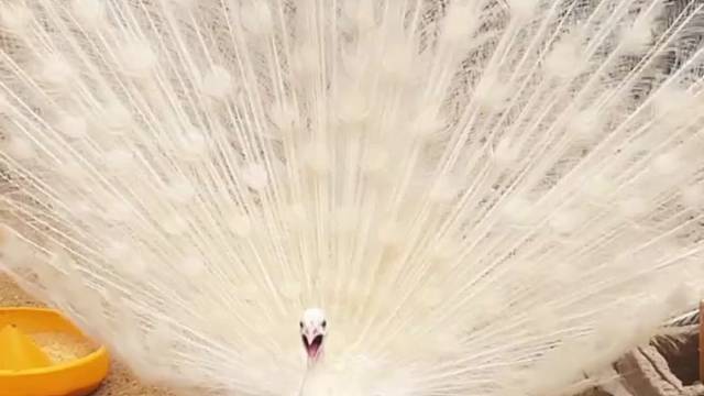 请您欣赏孔雀开屏