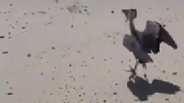 鲨鱼追鱼，最后。。