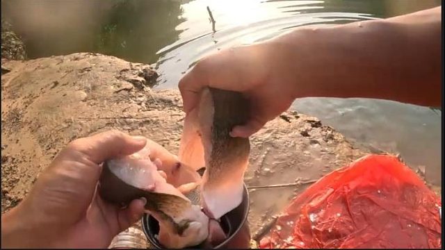 饿了三天终于吃上大鱼了嘎嘎香嘎嘎棒吃撑了哦