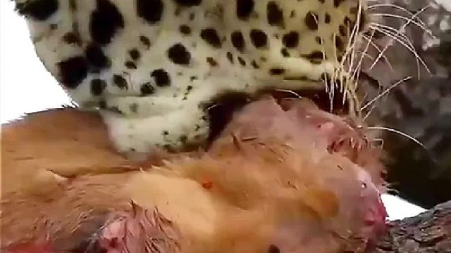 打工豹这次没掉链子