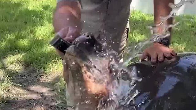 老人细心照料年龄最长的陆龟