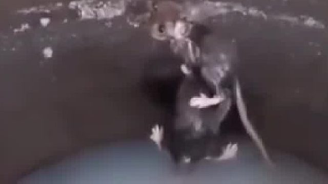 两只老鼠不慎掉进汤水锅，母老鼠坚持托举小老鼠不掉入锅底。