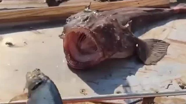 满嘴獠牙的大嘴鱼