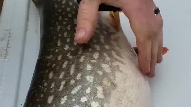 死鱼肚子里鼓起一大块，厨师解剖之后，让他大吃一惊