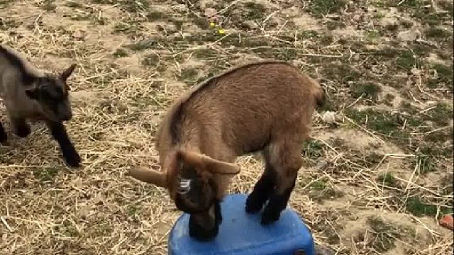 羊羊们的抢凳子大战，战况好激烈...