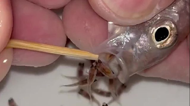 鱼妈妈肚子里竟然有这么多小鱼