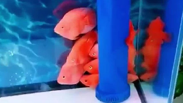 这是血脉压制吧