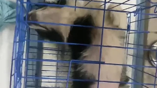 要不要送它去上班？我有点看不惯它这么悠闲#边牧#可爱萌宠#狗狗#瞧这睡姿