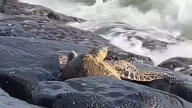 夏威夷海滩上，一只大海龟卡在了岩石中……