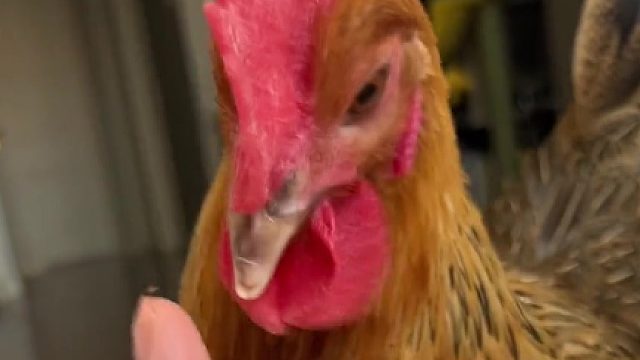 .鸡喜欢猫窝，猫喜欢鸡窝