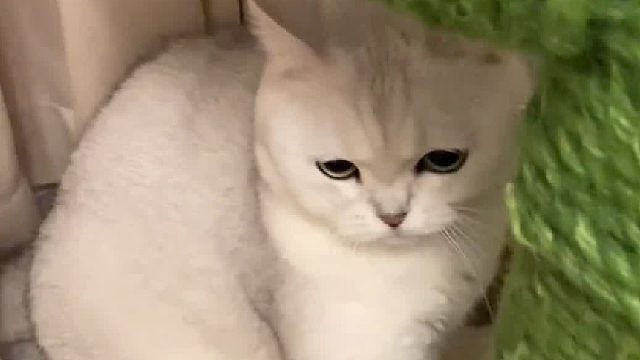 哈哈它要气死了！